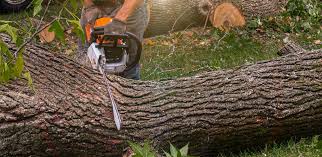 Best Hazardous Tree Removal  in Bayshe, OR