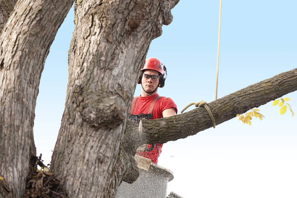 Best Tree Preservation Services  in Bayshe, OR